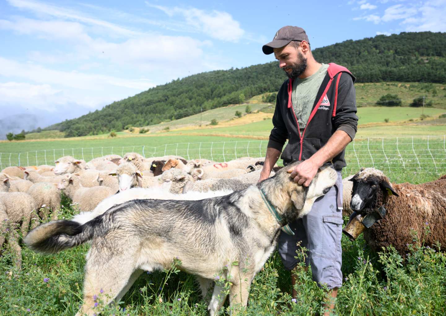 Eleveur moutons - © Charles Pietri Eleveur moutons