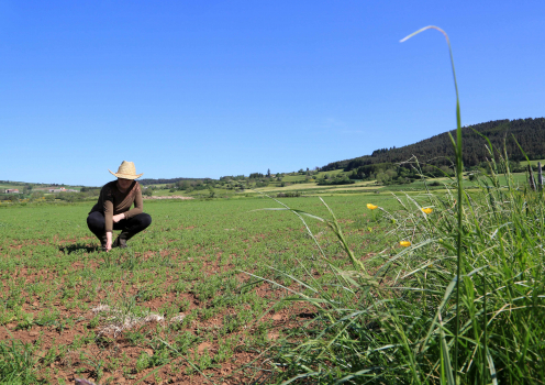 - © Laurence barruel agriculteur dans un champ