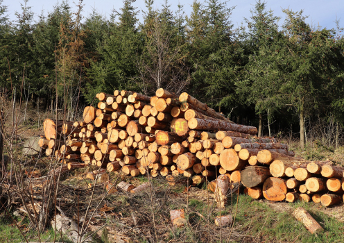 Forêt - © 123RF-ebascol Forêt