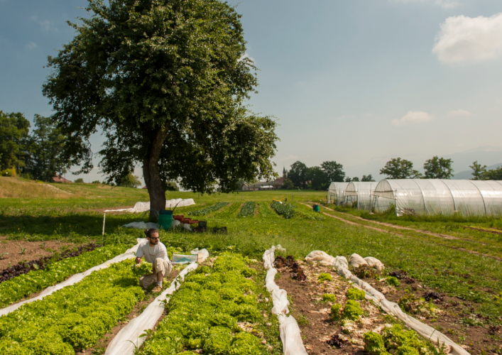 Un agriculteur dans ses cultures